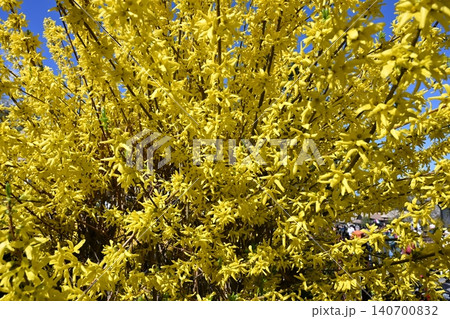 Bright Yellow Forsythia Shrub in Full Bloom Against Blue Sky 140700832