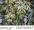 Detail of artificial maple and ivy leaves on vertical garden wall 140700897