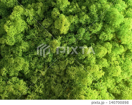 Texture of stabilized green reindeer moss for interior decoration Texture of stabilized green reindeer moss for interior decoration 140700898