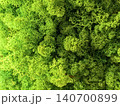 Top view of bright green preserved reindeer moss texture 140700899