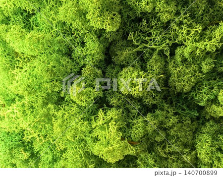 Top view of bright green preserved reindeer moss texture Top view of bright green preserved reindeer moss texture 140700899