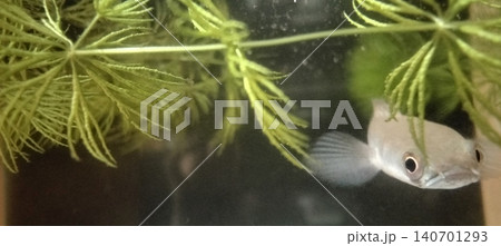 Close-up photo of a silver freshwater fish swimming among green aquatic plants with delicate leaves and twigs. 140701293