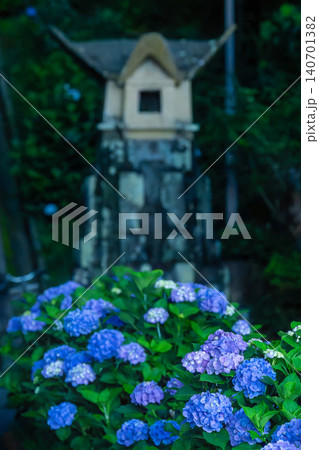 夜の平和台公園に咲く紫陽花 夜の平和台公園に咲く紫陽花 140701382