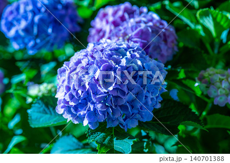 夜の平和台公園に咲く紫陽花 140701388
