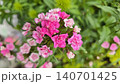 Bright pink Sweet William flowers blooming in a garden bed among lush green foliage. Dense clusters of Dianthus blossoms create a colorful summer scene for gardening, floral, and botanical themes. 140701425