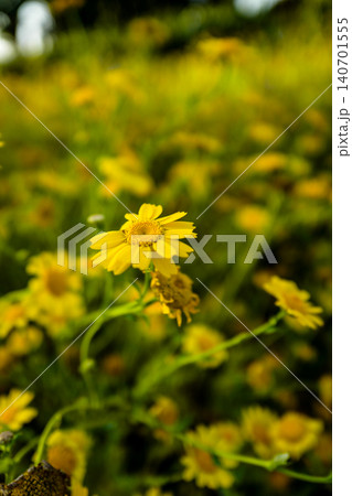 This is a field of vibrant yellow flowers, likely a mix of species such as daisies and wild mustard, bathed in warm sunlight.The scene features a shallow depth of field, with flowers in the foreground 140701555