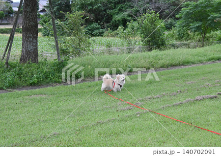 ドックランで楽しそうに遊ぶ子犬　ポメックス 140702091