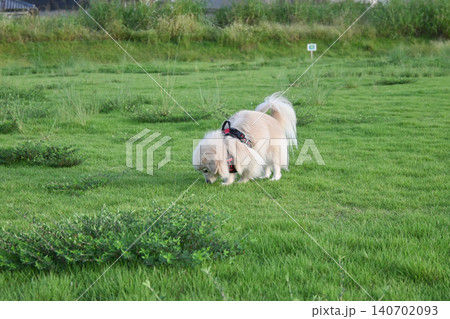 ドックランで楽しそうに遊ぶ子犬 ポメックス ドックランで楽しそうに遊ぶ子犬 ポメックス 140702093