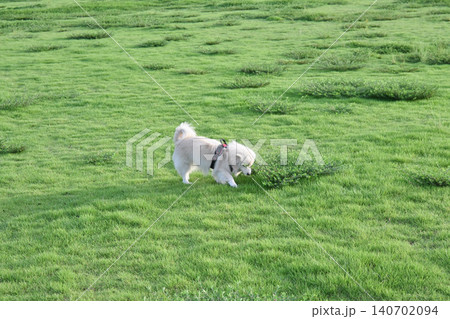 ドックランで楽しそうに遊ぶ子犬　ポメックス 140702094