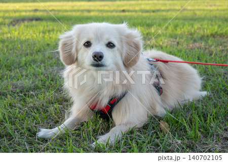 ドックランで楽しそうに遊ぶ子犬 ポメックス ドックランで楽しそうに遊ぶ子犬 ポメックス 140702105