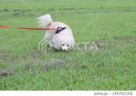 ドックランで楽しそうに遊ぶ子犬　ポメックス 140702108