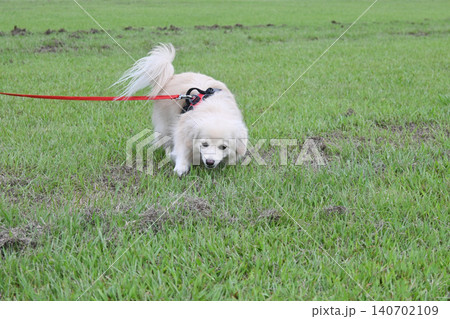 ドックランで楽しそうに遊ぶ子犬 ポメックス ドックランで楽しそうに遊ぶ子犬 ポメックス 140702109