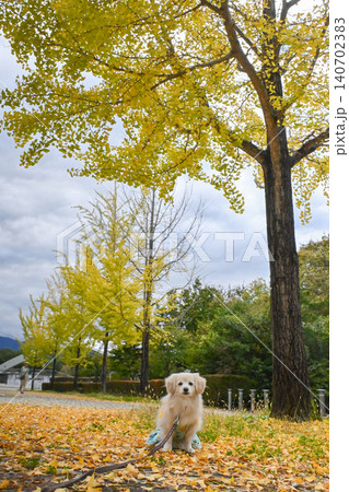 秩父ミューズパークの紅葉 秩父ミューズパークの紅葉 140702383