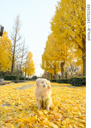 秩父ミューズパークの紅葉 秩父ミューズパークの紅葉 140702388