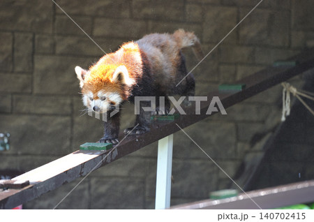 細い通路を歩くレッサーパンダ 140702415