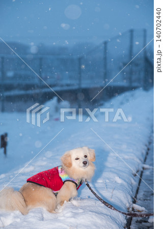 雪の日の散歩 雪の日の散歩 140702440