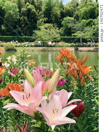 青空と新緑に彩られた池のほとりに咲くカラフルなユリの花〈可睡ゆりの園/静岡県袋井市〉 青空と新緑に彩られた池のほとりに咲くカラフルなユリの花〈可睡ゆりの園/静岡県袋井市〉 140702471