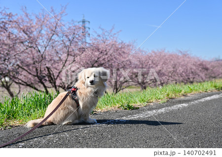 北浅羽桜堤公園の安行寒桜 北浅羽桜堤公園の安行寒桜 140702491