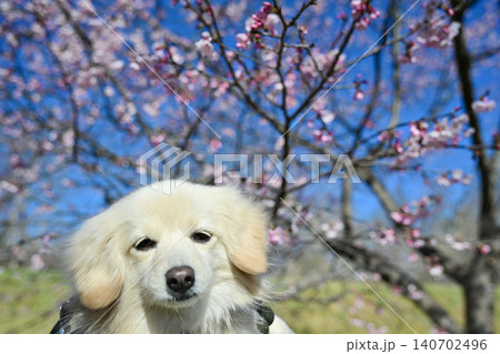 北浅羽桜堤公園の安行寒桜 140702496