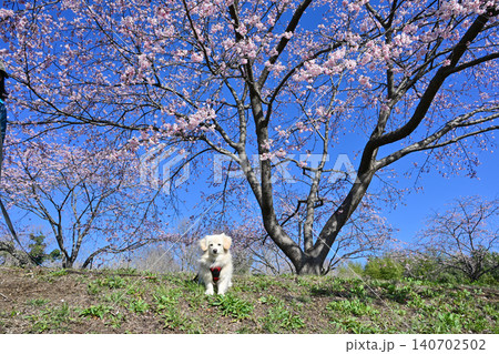 北浅羽桜堤公園の安行寒桜 140702502
