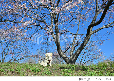 北浅羽桜堤公園の安行寒桜 140702503