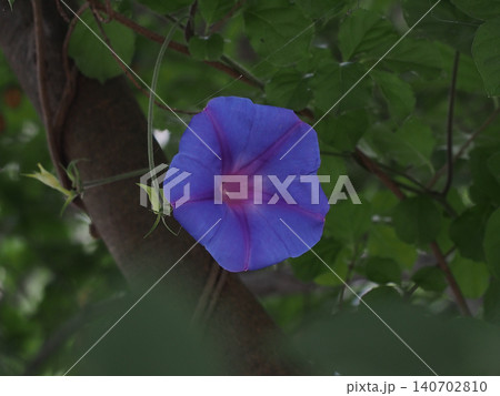 一輪の青い琉球朝顔の花（日かげに咲いたオーシャンブルーのクローズアップ） 140702810