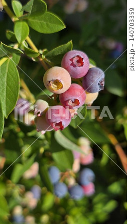 Blueberries ripening on the bush in warm evening sunlight. Colorful berries ranging from pale green to deep blue illustrate fruit development, seasonal harvest, and home gardening success. Blueberries ripening on the bush in warm evening sunlight. Colorful berries ranging from pale green to deep blue illustrate fruit development, seasonal harvest, and home gardening success. 140703359