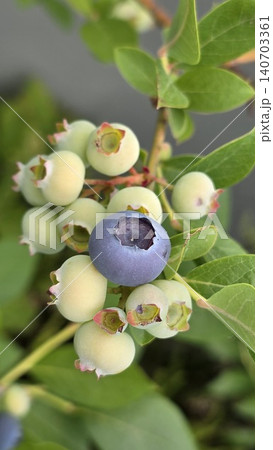 Single ripe blueberry surrounded by unripe berries on a bush during summer. Contrast between mature and developing fruit highlights the natural ripening process in home garden cultivation. 140703361