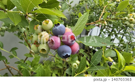 Ripening blueberries growing on a bush with berries in different stages of maturity. Fresh fruit clusters among green leaves illustrate home gardening, berry cultivation, and summer harvest. Ripening blueberries growing on a bush with berries in different stages of maturity. Fresh fruit clusters among green leaves illustrate home gardening, berry cultivation, and summer harvest. 140703363