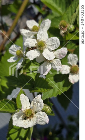 White blackberry flowers blooming on a bramble branch in spring sunlight. Delicate blossoms surrounded by fresh green leaves and developing buds, ideal for gardening, berry farming, and seasonal 140703365