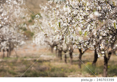 a branch of flowering almonds a branch of flowering almonds 140703399