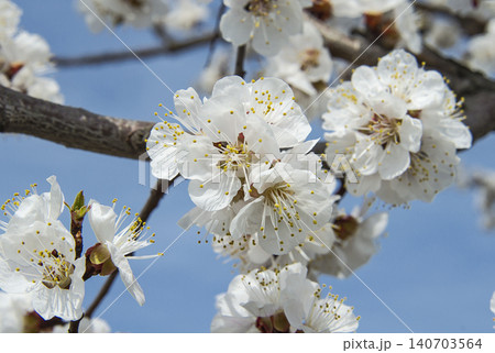 Inflorescences of blossoming apricot flowers close up Inflorescences of blossoming apricot flowers close up 140703564