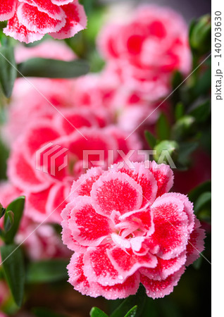Collection of Dianthus Flowers with Dew Drops in Bloom. Red and Pink Carnation Macro Set 140703630