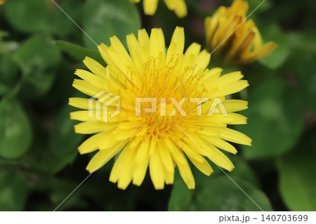 春の野原に咲く黄色いタンポポの花 春の野原に咲く黄色いタンポポの花 140703699