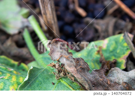 Macro Close Up of a Small Earthworm on Decaying Leaf in Garden Soil 140704072