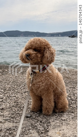 Toy poodle sitting by the sea on a coastal promenade Toy poodle sitting by the sea on a coastal promenade 140704343
