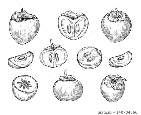 Set of hand drawn persimmon fruits vector isolated illustration. Whole, halved and sliced exotic fruit in sketch black ink style. Monochrome botanical etching drawing for culinary design Set of hand drawn persimmon fruits vector isolated illustration. Whole, halved and sliced exotic fruit in sketch black ink style. Monochrome botanical etching drawing for culinary design 140704366