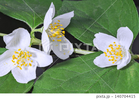 Jasmine flowers on a dark background Jasmine flowers on a dark background 140704415
