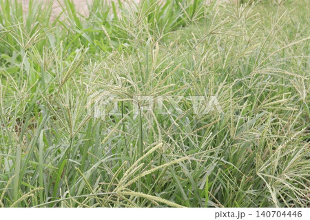 Rhodes grass also called Chloris gayana plant Rhodes grass also called Chloris gayana plant 140704446