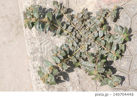 Asthma leaf plant on nursery Asthma leaf plant on nursery 140704448