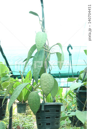 Hoya carnosa leaf plant on hanging pot in farm 140704451