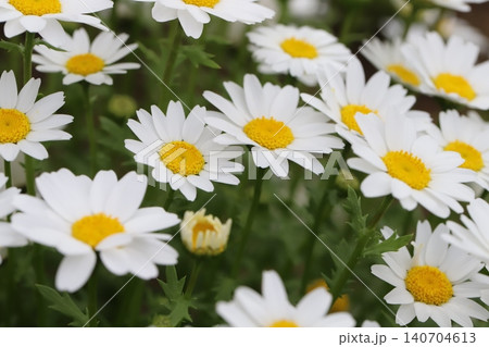 春の庭に咲く白い舌状花に黄色い筒状花のクリサンセマムノースポールの花 春の庭に咲く白い舌状花に黄色い筒状花のクリサンセマムノースポールの花 140704613