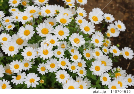 春の庭に咲く白い舌状花に黄色い筒状花のクリサンセマムノースポールの花 春の庭に咲く白い舌状花に黄色い筒状花のクリサンセマムノースポールの花 140704616