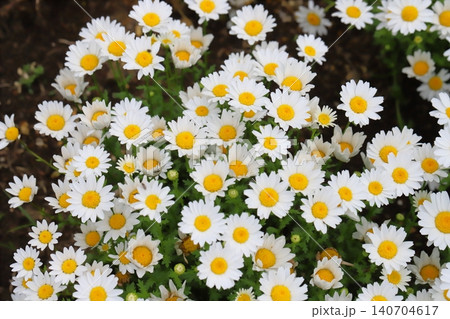 春の庭に咲く白い舌状花に黄色い筒状花のクリサンセマムノースポールの花 春の庭に咲く白い舌状花に黄色い筒状花のクリサンセマムノースポールの花 140704617