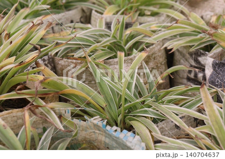 Chlorophytum comosum, Spider plant on farm Chlorophytum comosum, Spider plant on farm 140704637