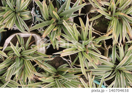Chlorophytum comosum, Spider plant on farm Chlorophytum comosum, Spider plant on farm 140704638