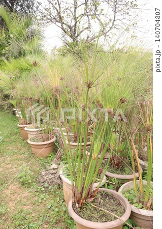 Cyperus alternifolius leaf plant are cash crops 140704807