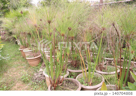 Cyperus alternifolius leaf plant are cash crops 140704808