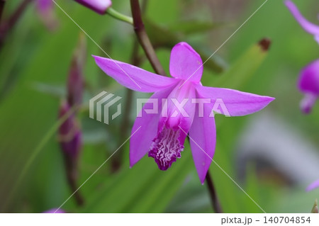 春の庭に咲くピンク色のシラン(紫蘭)の花 春の庭に咲くピンク色のシラン(紫蘭)の花 140704854