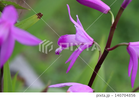 春の庭に咲くピンク色のシラン(紫蘭)の花 春の庭に咲くピンク色のシラン(紫蘭)の花 140704856